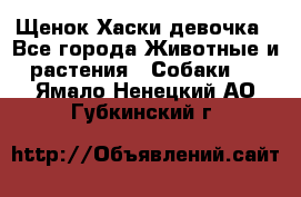 Щенок Хаски девочка - Все города Животные и растения » Собаки   . Ямало-Ненецкий АО,Губкинский г.